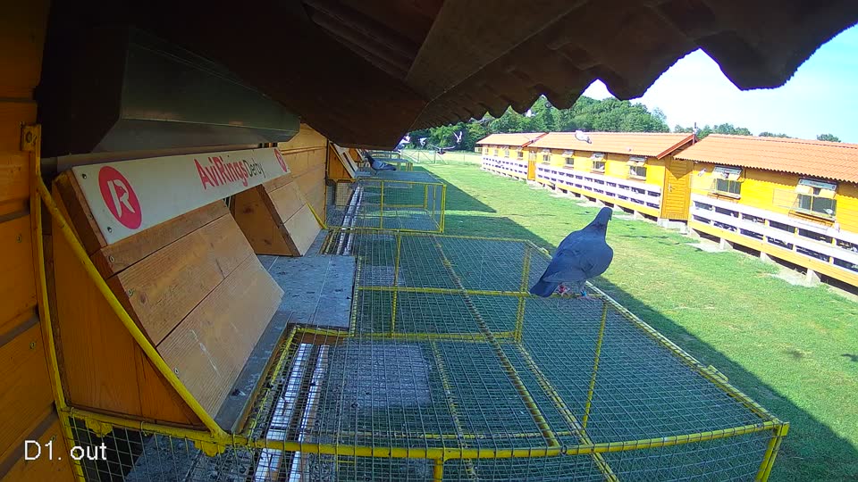 Pigeon Arrival Image For Race Race 1
