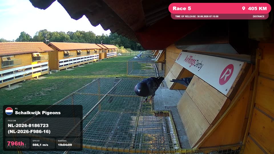 Pigeon Arrival Image For Race Race 5