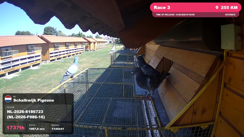 Pigeon Arrival Image For Race Race 3