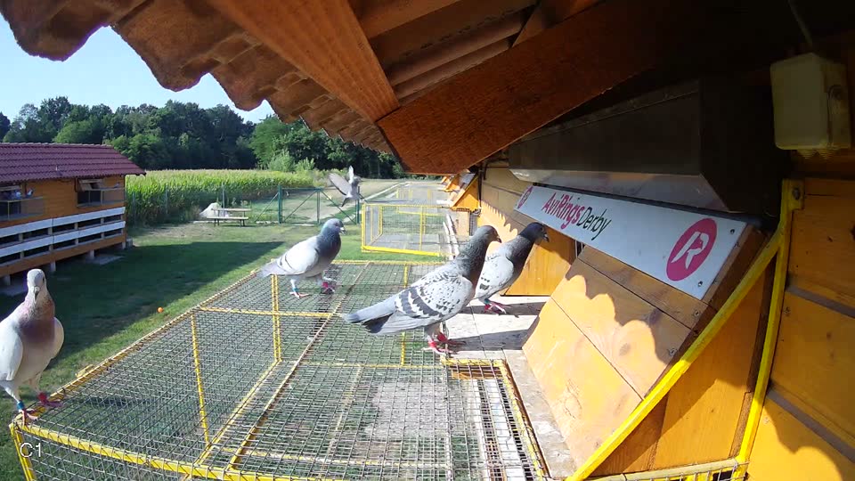 Pigeon Arrival Image For Race Race 1
