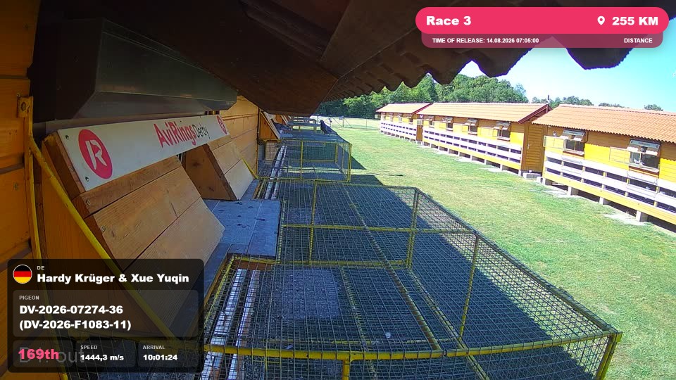 Pigeon Arrival Image For Race Race 3