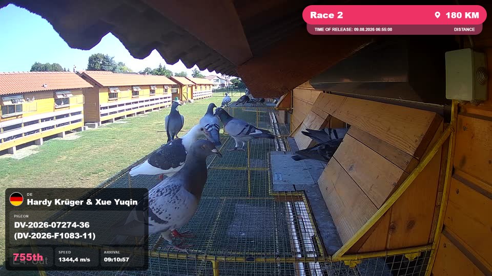 Pigeon Arrival Image For Race Race 2