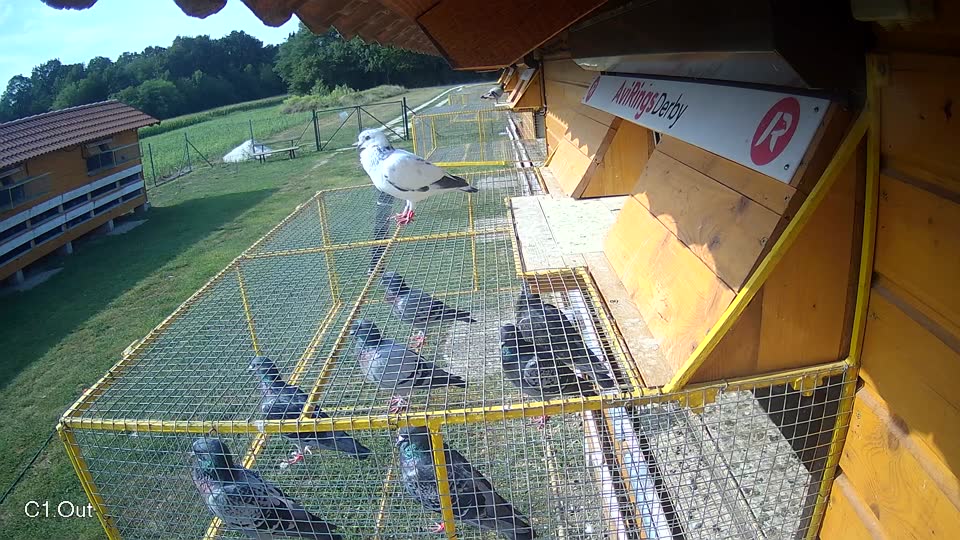 Pigeon Arrival Image For Race Race 4