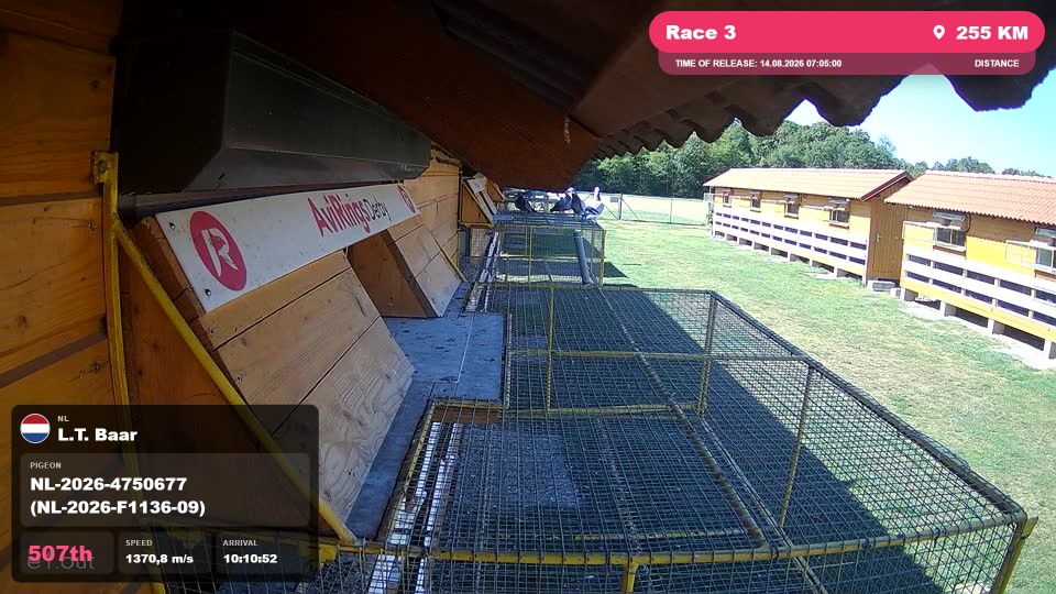 Pigeon Arrival Image For Race Race 3