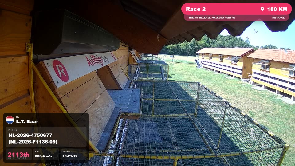 Pigeon Arrival Image For Race Race 2