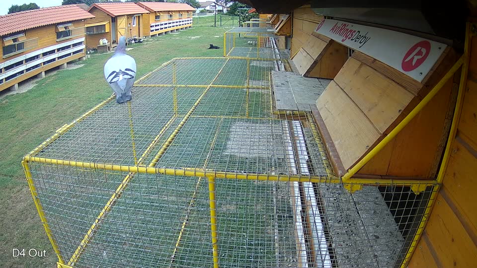 Pigeon Arrival Image For Race Race 3