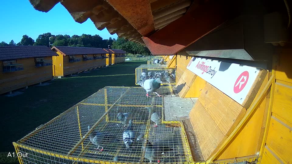 Pigeon Arrival Image For Race Race 4