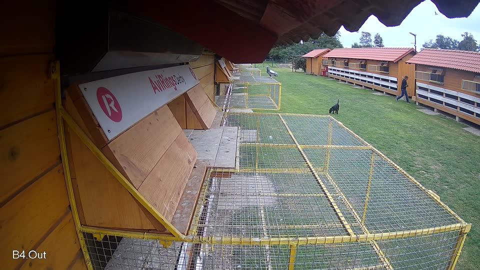 Pigeon Arrival Image For Race Final race 3