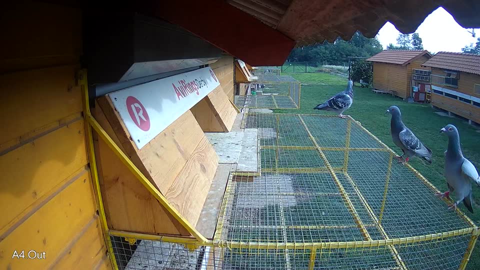 Pigeon Arrival Image For Race Final race 1