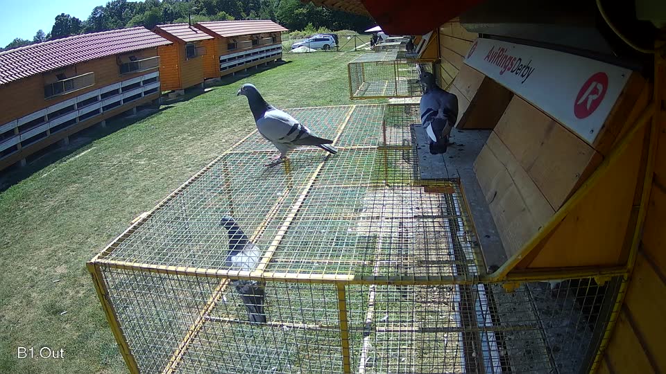 Pigeon Arrival Image For Race Race 5