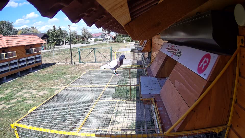Pigeon Arrival Image For Race Race 5