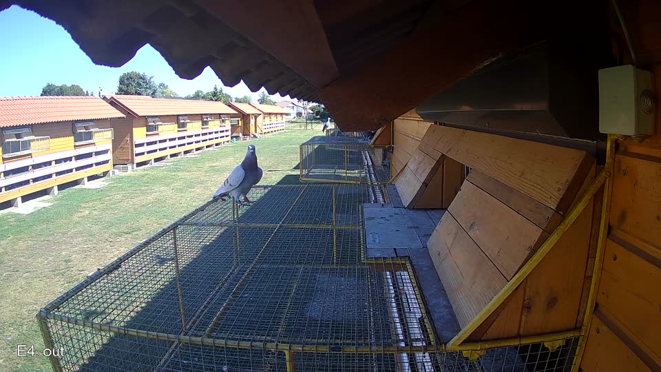 Pigeon Arrival Image For Race Race 3