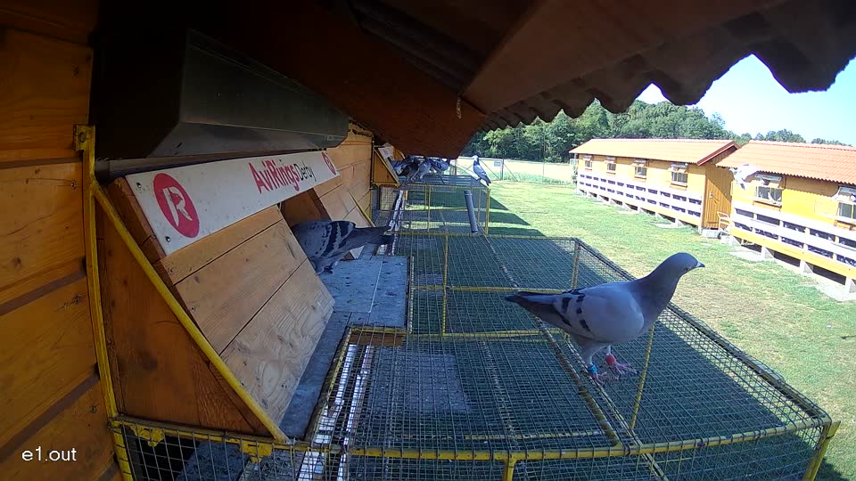 Pigeon Arrival Image For Race Race 2