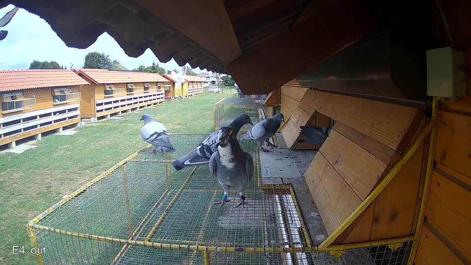 Pigeon Arrival Image For Race Race 4
