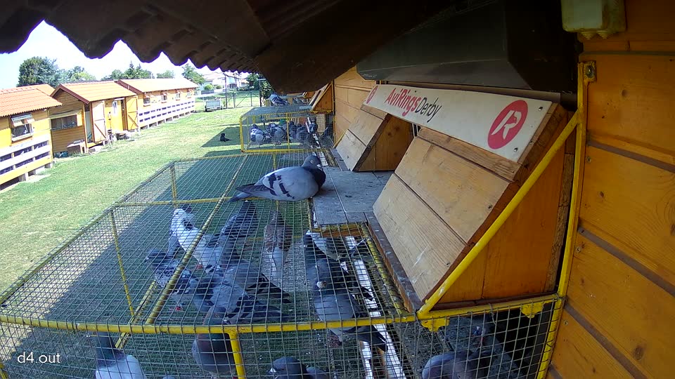 Pigeon Arrival Image For Race Race 1
