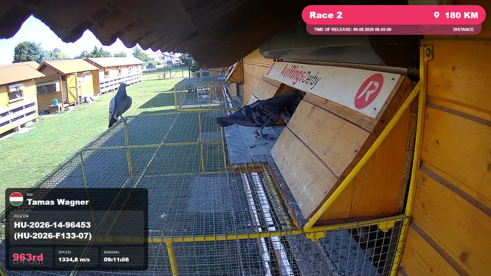 Pigeon Arrival Image For Race Race 2
