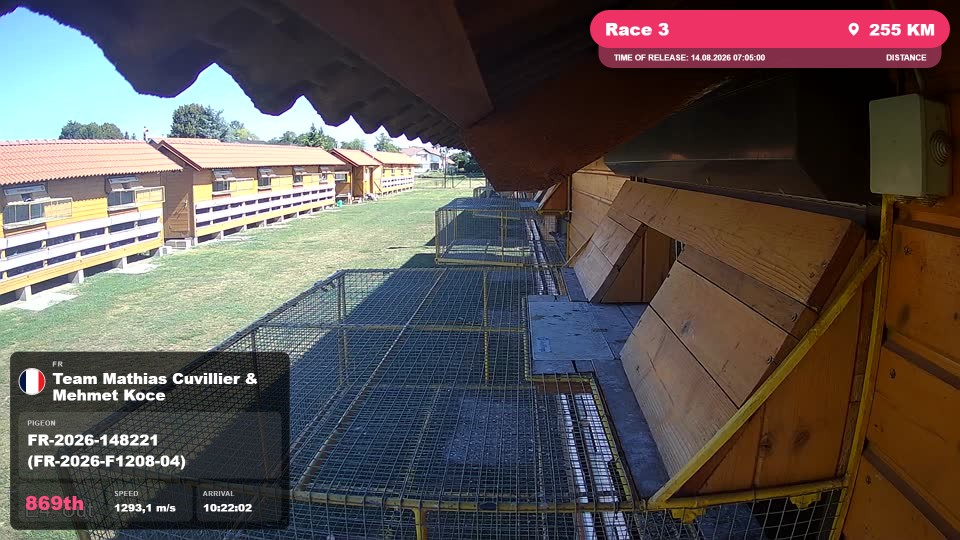 Pigeon Arrival Image For Race Race 3
