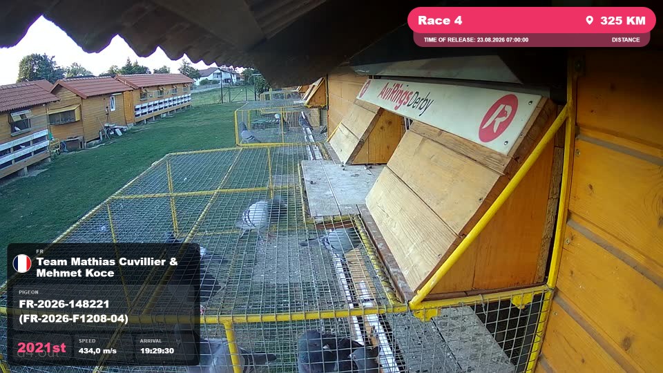 Pigeon Arrival Image For Race Race 4