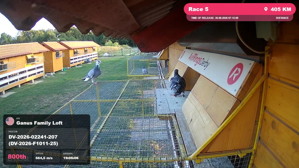 Pigeon Arrival Image For Race Race 5