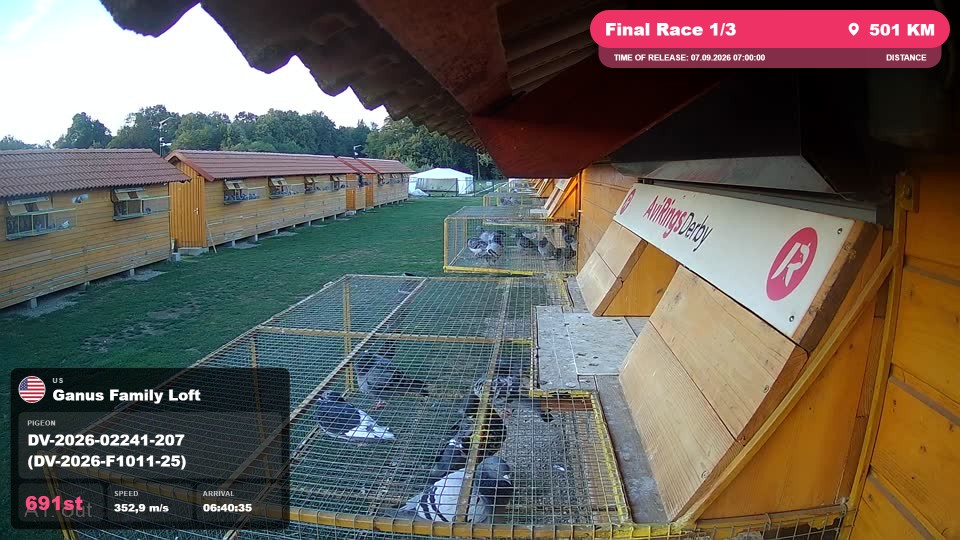 Pigeon Arrival Image For Race Final Race 1/3
