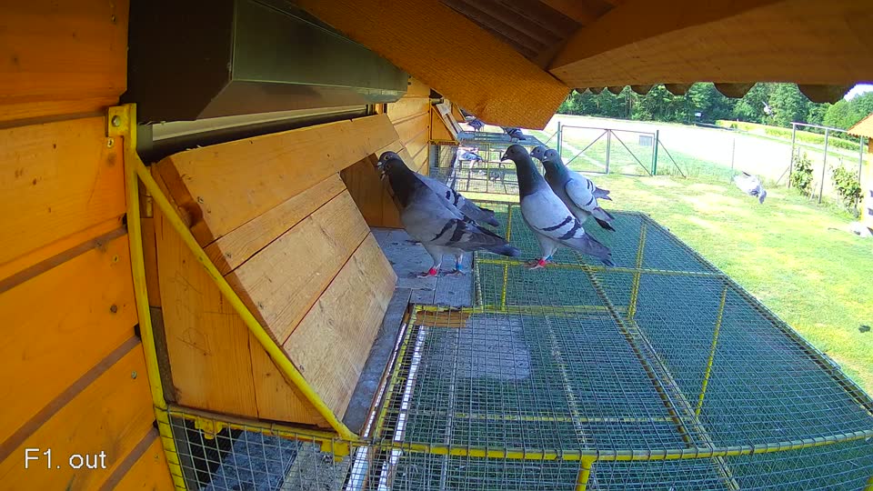 Pigeon Arrival Image For Race Race 2