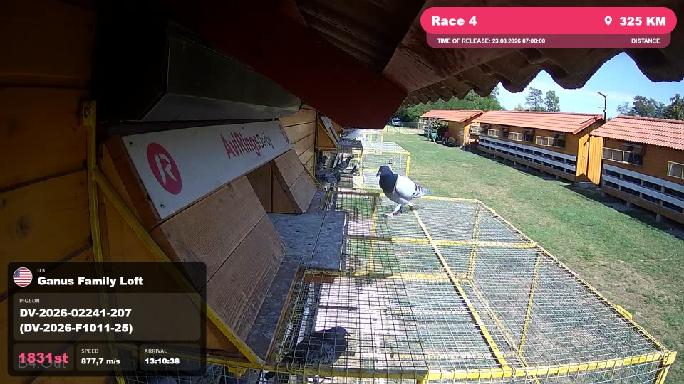 Pigeon Arrival Image For Race Race 4