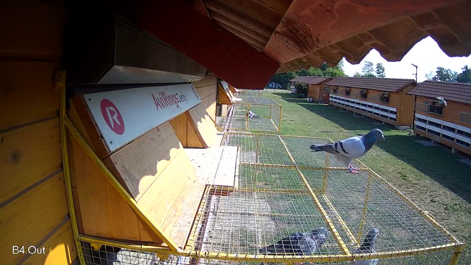 Pigeon Arrival Image For Race Race 1