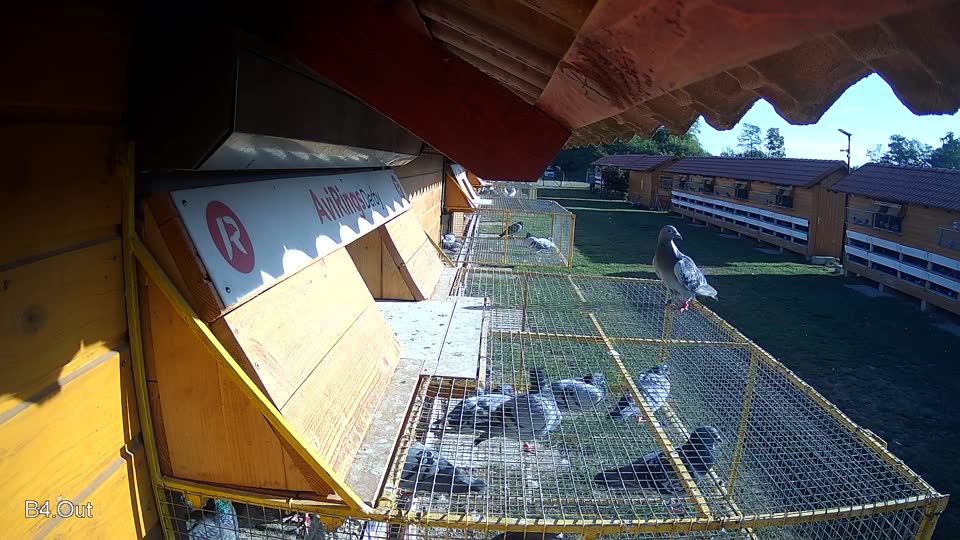 Pigeon Arrival Image For Race Race 5