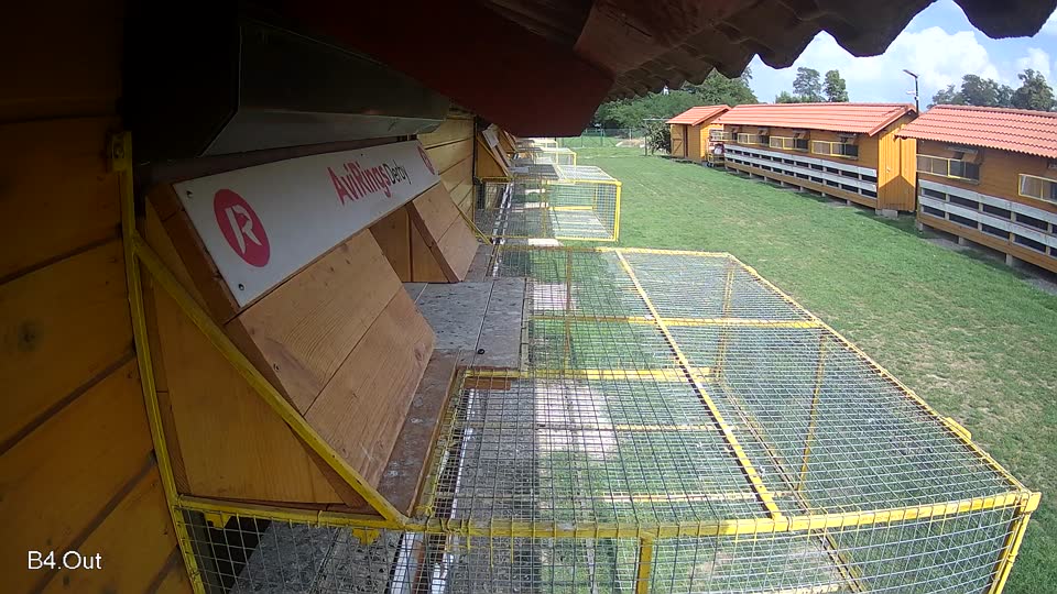 Pigeon Arrival Image For Race Race 6