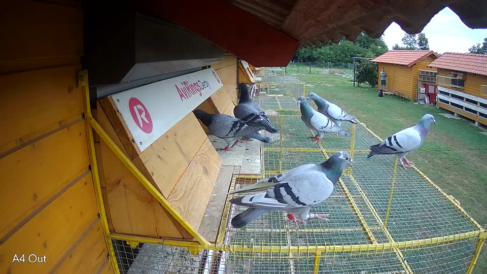 Pigeon Arrival Image For Race Race 3