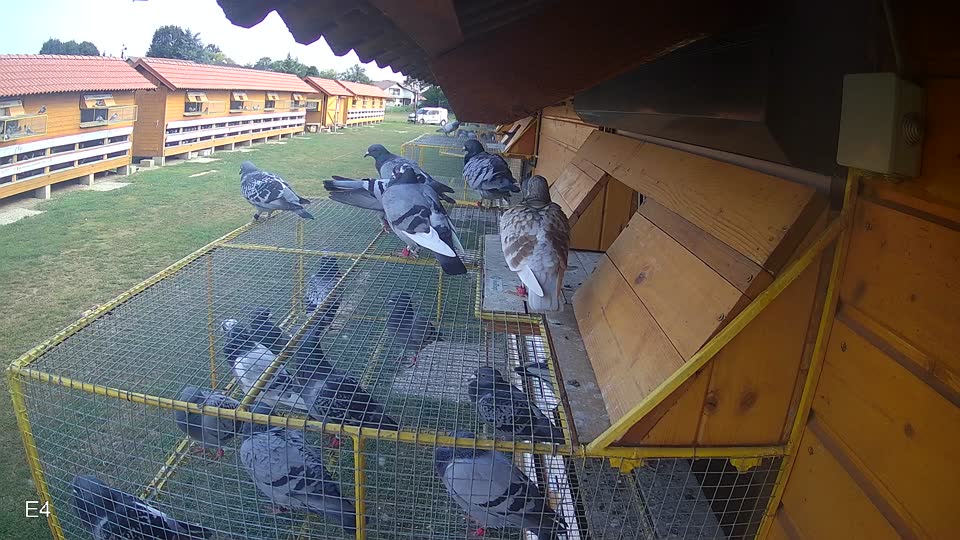 Pigeon Arrival Image For Race Race 4