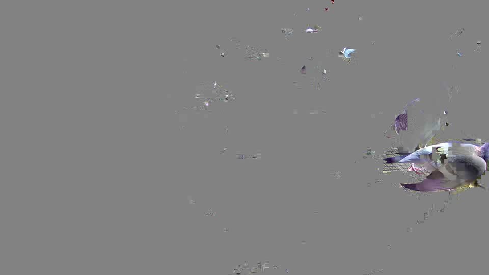 Pigeon Arrival Image For Race Race 2