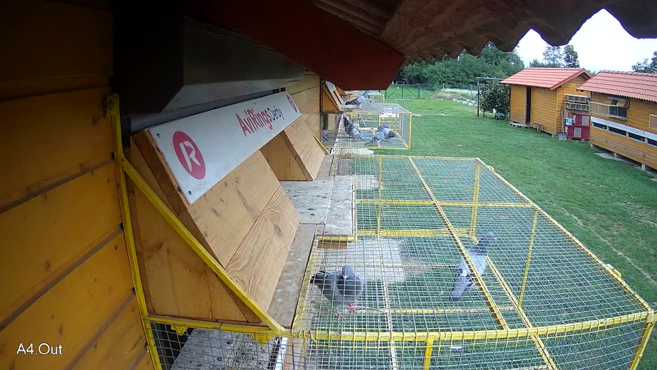 Pigeon Arrival Image For Race Final race 1