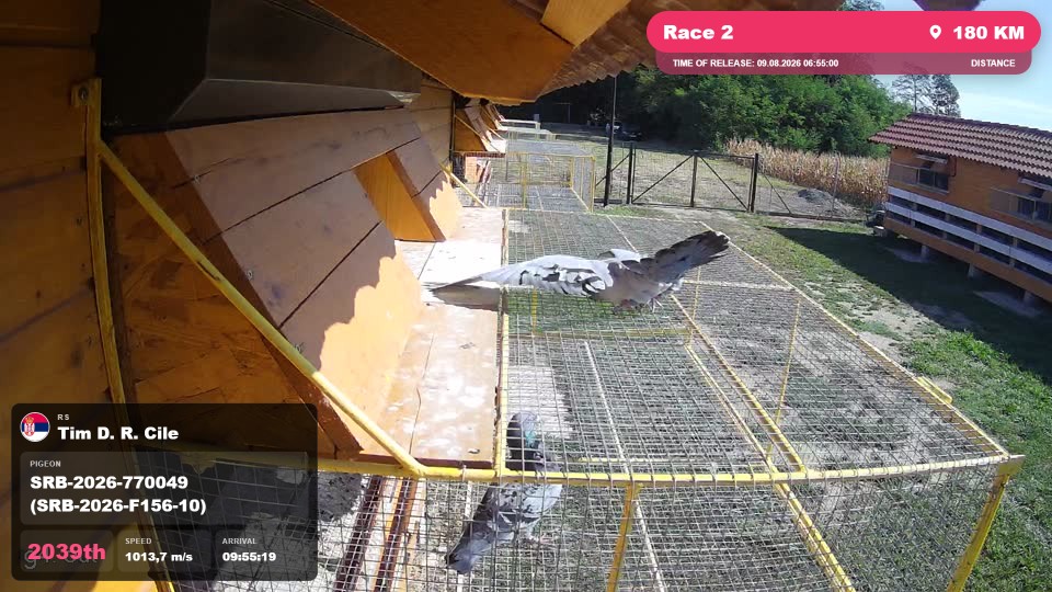 Pigeon Arrival Image For Race Race 2
