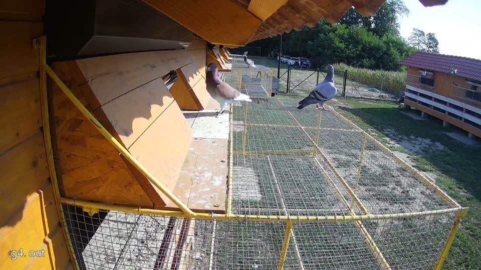 Pigeon Arrival Image For Race Race 1