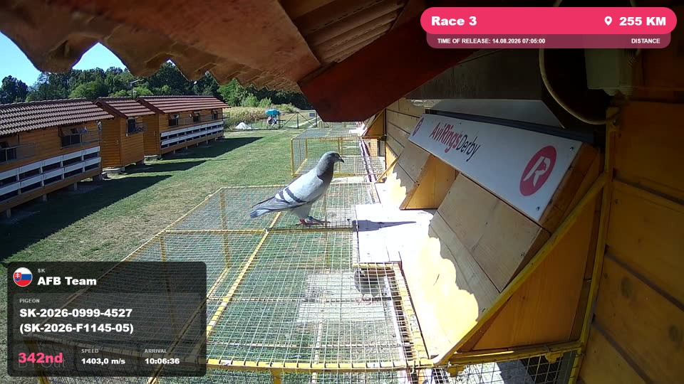 Pigeon Arrival Image For Race Race 3