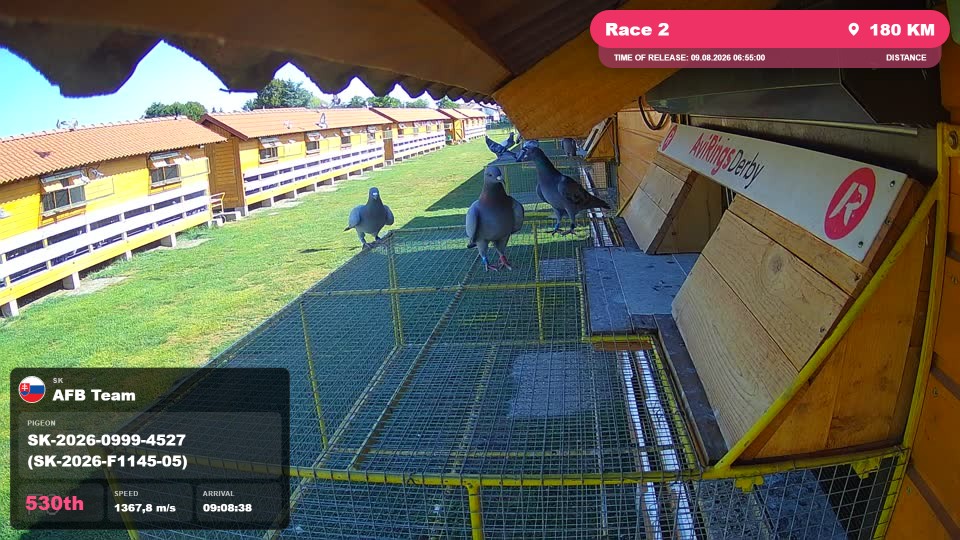 Pigeon Arrival Image For Race Race 2