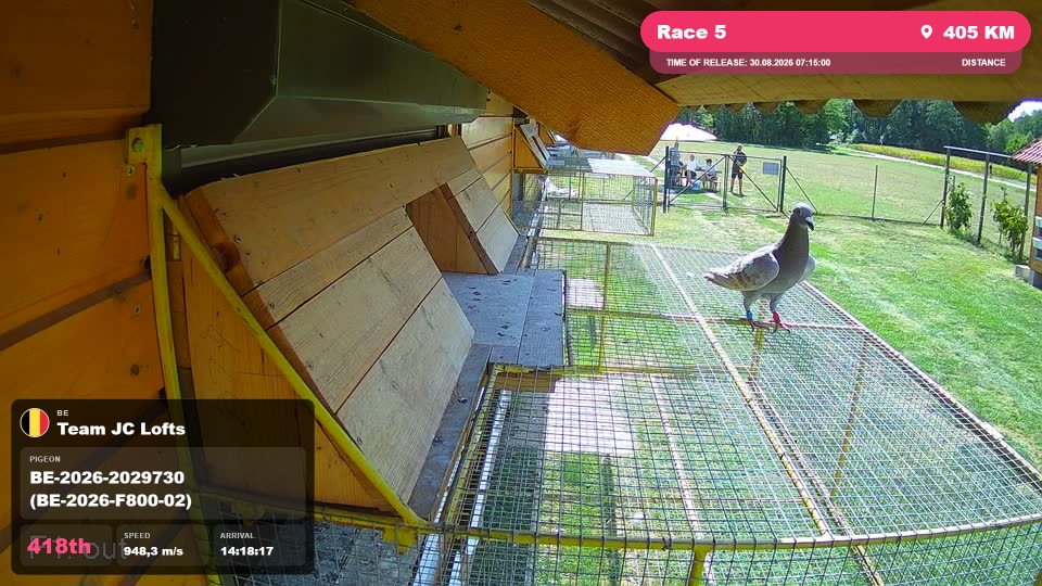Pigeon Arrival Image For Race Race 5