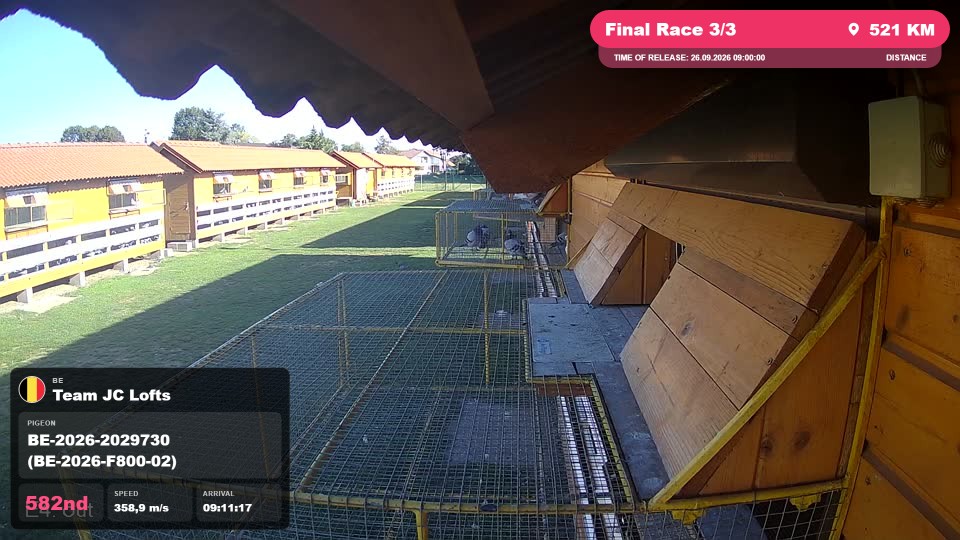 Pigeon Arrival Image For Race Final Race 3/3