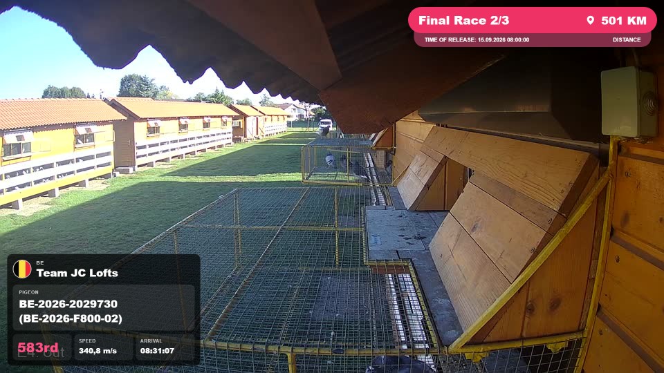 Pigeon Arrival Image For Race Final Race 2/3