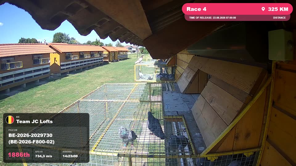 Pigeon Arrival Image For Race Race 4