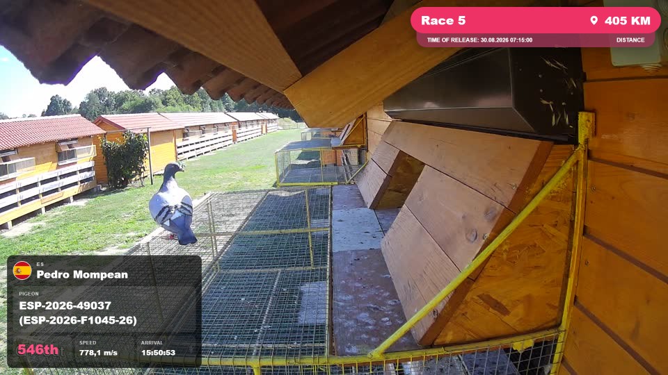 Pigeon Arrival Image For Race Race 5