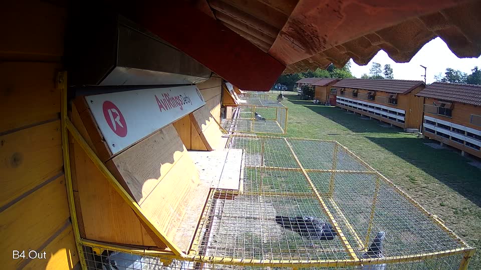 Pigeon Arrival Image For Race Race 1