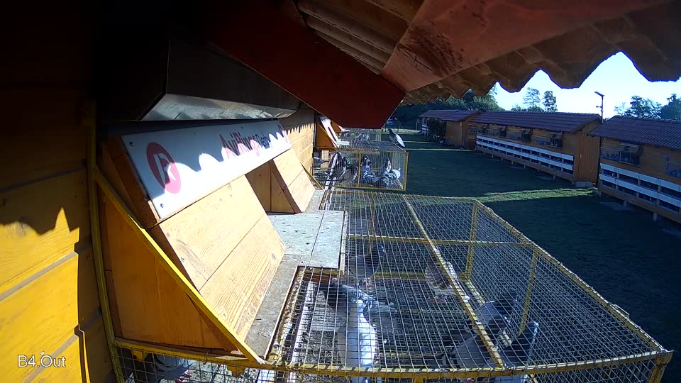 Pigeon Arrival Image For Race Race 4