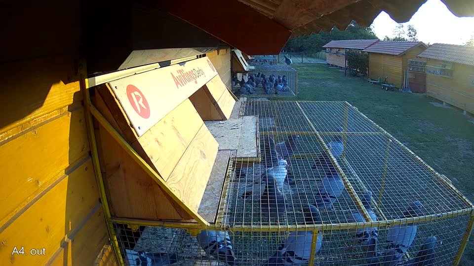 Pigeon Arrival Image For Race Race 1