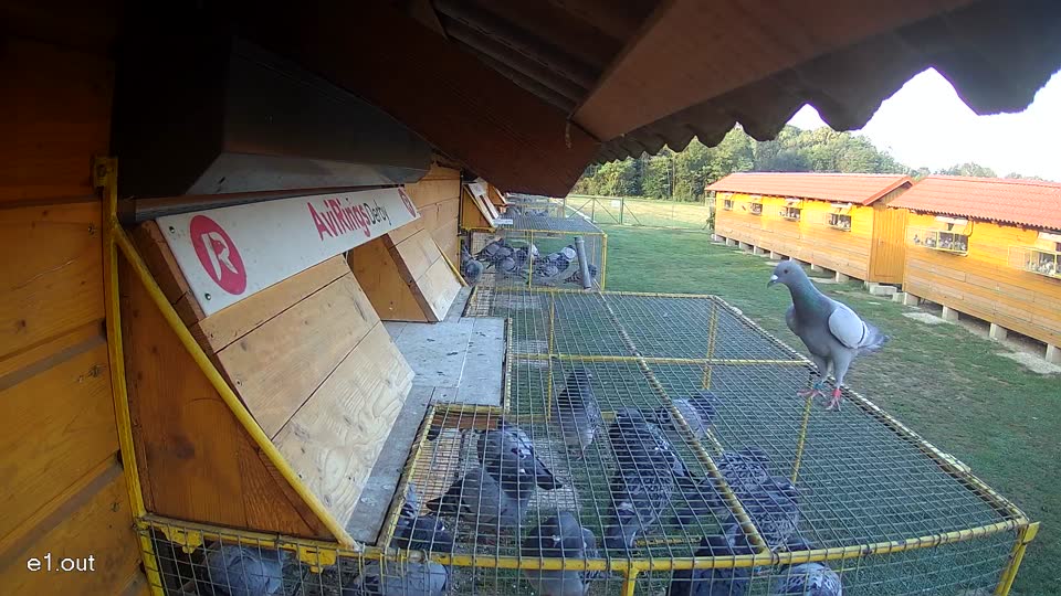 Pigeon Arrival Image For Race Race 5