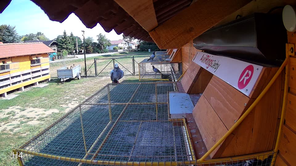 Pigeon Arrival Image For Race Race 1
