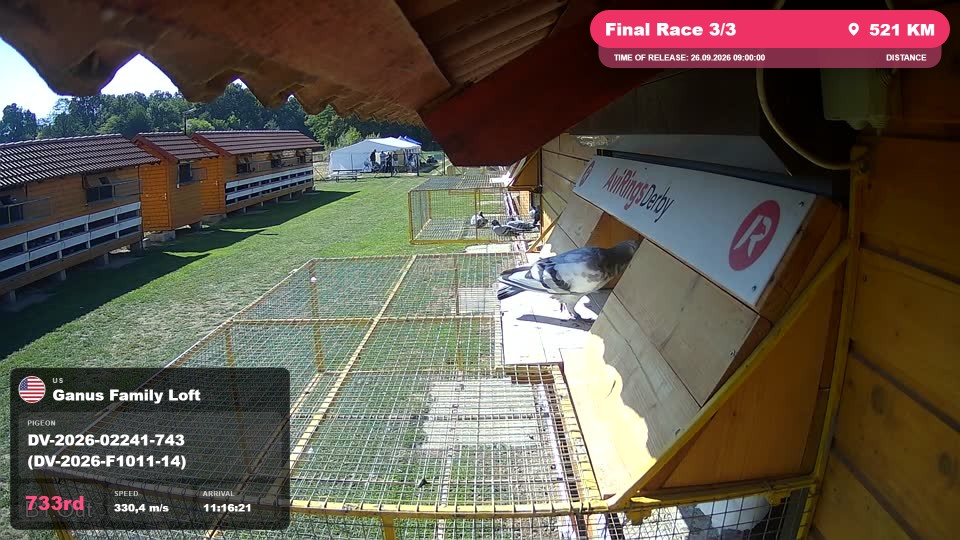 Pigeon Arrival Image For Race Final Race 3/3