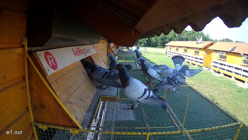 Pigeon Arrival Image For Race Race 1