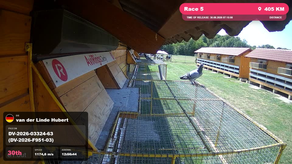 Pigeon Arrival Image For Race Race 5